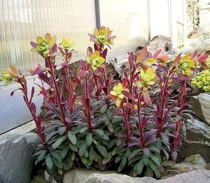 Euphorbia_amygdaloides_Purpurea