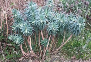 Euphorbia_characias_massif
