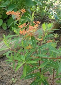 Euphorbia_griffithii