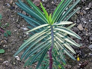 Euphorbia_lathyris