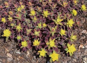 Euphorbia_polychroma_'Bonfire'
