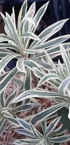 Euphorbia_tiger_feuille