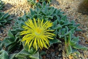 Faucaria_tigrina