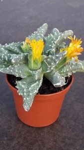 Faucaria_tuberculosa