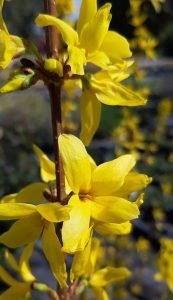 Forsythia_fleur