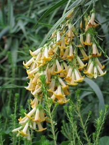 Freylinia_lanceolata