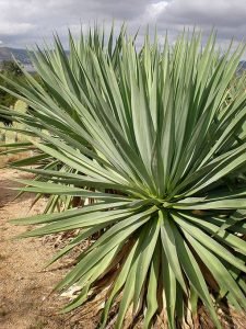 Furcraea_bedinghausii