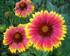 Gaillardia_aristata