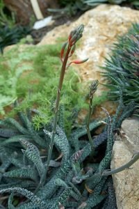 Gasteria_verrucosa