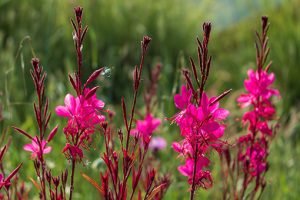 Gaura_Red_Color