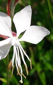 Gaura_lindheimeri