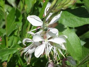 Gaura_lindheimeri_sparkle_white