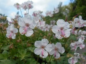 Geranium_cantabrigiense_Biokovo