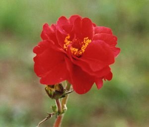 Geum_chiloense_'Mrs_Bradshaw'
