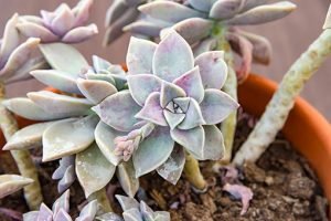 Graptopetalum-Paraguyense-4