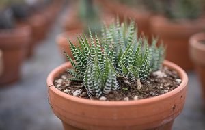 Haworthia_attenuata