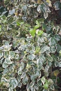 Hedera__Gloire_de_marengo