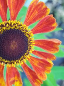 Helenium