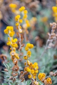 Helichrysum_Desert_Flame