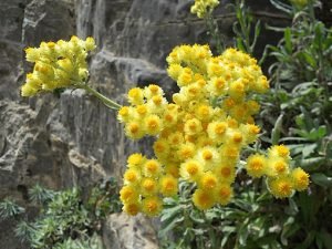 Helichrysum_orientale