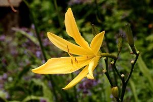 Hemerocallis_'Corky'