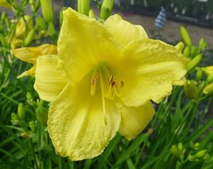 Hemerocallis_'Happy_Returns'