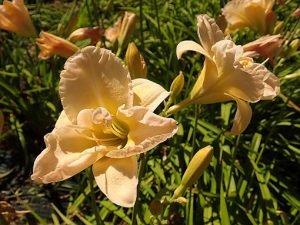 Hemerocallis_Jean_Swann