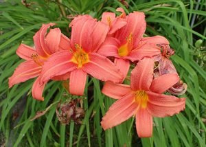 Hemerocallis_'Pink_Damask'