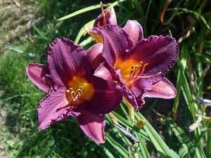 Hemerocallis_Purple_De_Oro