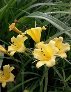 Hemerocallis_Stella_de_Oro_fleurs