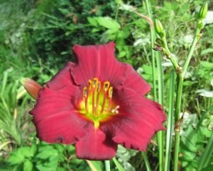 Hemerocallis_Stella_in_Red