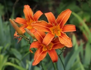 Hemerocallis_fulva