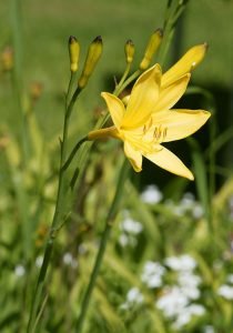 Hemerocallis_lilioasphodelus