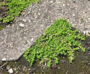 Herniaria_glabra