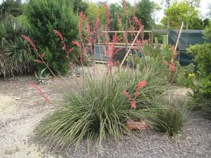 Hesperaloe_parviflora