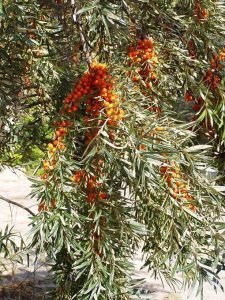 Hippophae_rhamnoides