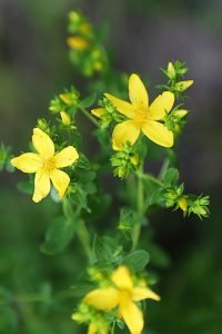 Hypericum_perforatum