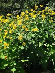 Inula_magnifica