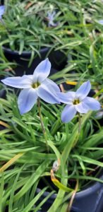 Ipheion_bleu