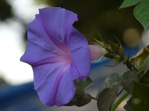 Ipomea_learii