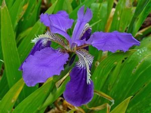 Iris_tectorum
