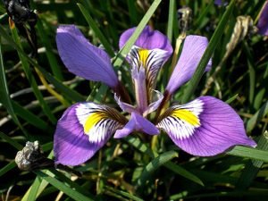 Iris_unguicularis