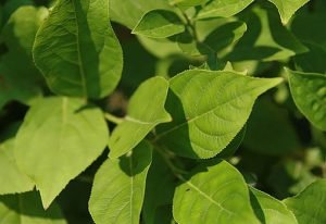 Itea_virginica_Henrys_Garnet