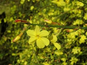 Jasminum_nudiflorum