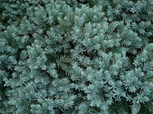 Juniperus_squamata_Blue_Star