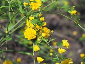 Kerria_japonica_'Pleniflora'