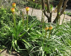 Kniphofia_rooperi