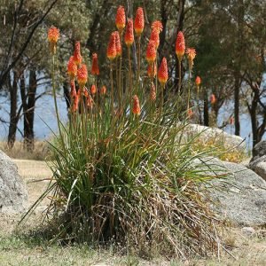 Kniphofia_uvaria