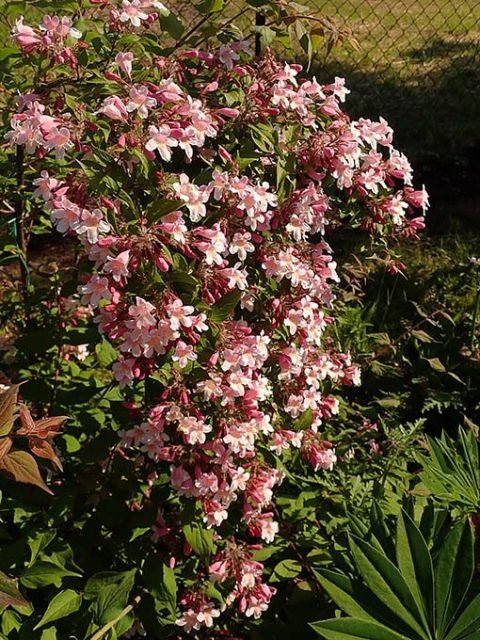 Buisson De Beauté ‘Pink Cloud’ (Kolkwitzia Amabilis) – Arbuste Ornemental à Fleurs Roses En Clochettes, 30-50 Cm En Pot