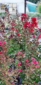 Lagestroemia_Dynamite